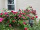 Vibrant rose bushes add curb appeal to this home at 3409-3415 W Moncrieff Pl, Denver, CO 80211