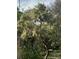 White flowering tree with lush green foliage in full bloom at 8955 E 19Th Ave, Aurora, CO 80010