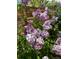 Close-up of lilac blooms with vibrant purple hues at 8955 E 19Th Ave, Aurora, CO 80010
