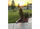 Well-maintained backyard featuring a stamped concrete patio, lush green lawn, and a white picket fence at 970 Inyokern Ct, Watkins, CO 80137