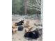 Fire pit surrounded by Adirondack chairs with two moose laying nearby at 31911 Warrens Rd, Golden, CO 80403