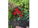 Close-up of vibrant red tulips in a garden setting, adding a splash of color at 6139 S Adams Dr, Centennial, CO 80121