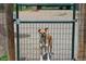 A cute dog stands behind a fence at the West Arvada Dog Park at 16179 W 70Th Pl, Arvada, CO 80007