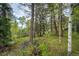 Lush wooded backyard with a gentle stream offering a peaceful, natural setting at 12346 Bear Haven Rd, Conifer, CO 80433