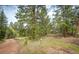 Dirt road on the property with mature trees at 12346 Bear Haven Rd, Conifer, CO 80433