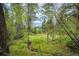 Beautiful grassy land surrounded by trees with a mountain view in the distance at 12346 Bear Haven Rd, Conifer, CO 80433