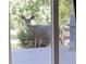 Deer spotted just outside on the porch at 23753 E Kettle Pl, Aurora, CO 80016