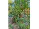 Close-up of a lush garden featuring healthy tomato plants laden with ripe, red tomatoes at 16177 E Prentice Pl, Centennial, CO 80015