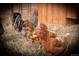 View of healthy chickens in a backyard chicken coop setting at 43400 Somerset Ct, Elizabeth, CO 80107