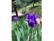 Landscaping features include a rock border and blooming irises at 34498 Forest Estates Rd, Evergreen, CO 80439