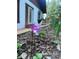 Close up of a wildflower with a blurred view of the house and garden in the background at 34498 Forest Estates Rd, Evergreen, CO 80439