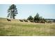 Scenic view of elk running through a grassy field, trees in the background at 10522 Bayou Gulch Rd, Parker, CO 80134