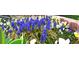 Beautiful flower bed filled with purple hyacinths, white and yellow pansies at 11823 Williams Way, Northglenn, CO 80233