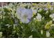 Close-up of charming violet and white pansy flowers in a garden bed at 11823 Williams Way, Northglenn, CO 80233