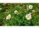 Close-up of vibrant daisy flowers in a garden setting, adding natural beauty to the landscape at 11823 Williams Way, Northglenn, CO 80233