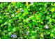 Groundcover featuring small purple flowers and leafy greens at 11823 Williams Way, Northglenn, CO 80233