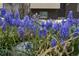Close-up of blue hyacinth in bloom, adding a pop of color to the landscaped front of this lovely property at 11823 Williams Way, Northglenn, CO 80233