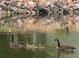 This beautiful duck pond features peaceful geese and their adorable goslings at 650 S Clinton St # 6D, Denver, CO 80247