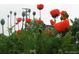 Fresh poppies offer a pop of color against the soft green backdrop at 650 S Clinton St # 6D, Denver, CO 80247