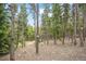 Forested land with tall trees and scattered birdhouses creates a serene and natural setting for the property at 1673 Sinton Rd, Evergreen, CO 80439