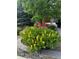 Beautifully landscaped front yard with yellow flowers, mature trees, and stone accents at 26155 E Euclid Dr, Aurora, CO 80016