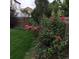 Lush backyard featuring a well-maintained lawn, red roses, and wood fence at 15594 E 97Th Ave, Commerce City, CO 80022