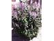 Lush lilac bush full of beautiful blossoms, adding color and fragrance to the landscape of the property at 15594 E 97Th Ave, Commerce City, CO 80022