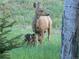 Doe and two fawns in a wooded area at 23566 Pondview Pl # F, Golden, CO 80401