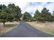 Long driveway leading to a home surrounded by mature pine trees and lush green grass at 740 W Lancers Ct, Monument, CO 80132