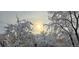 Sun peeks through snow-covered trees in this serene winter scene at 1243 Gaylord St # 410, Denver, CO 80206