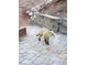 Wildlife: See local fox on the property's backyard grounds at 9705 Canon Dr, Sedalia, CO 80135