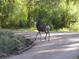 Wildlife: See local deer in a tranquil scene on the property's grounds at 9705 Canon Dr, Sedalia, CO 80135