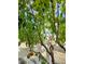 Lush fruit tree with ripening peaches, growing near a white fence, adding natural beauty to the landscape at 3378 Shoveler Trl, Castle Rock, CO 80104