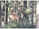 Image of a Fawn in a wooded area at 85 S Sherwood Gln, Monument, CO 80132