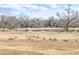 Geese gather in a grassy field near a pond, offering a serene natural landscape at 3281 S Estes St, Lakewood, CO 80227