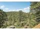 Beautiful forest view from the property with large pine trees and a blue sky at 30206 Telluride Ln, Evergreen, CO 80439