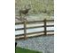 Buck with a large rack grazes near the modern fence and gravel lined landscaped yard at 547 Scrubjay Cir, Castle Rock, CO 80104