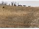 Group of deer grazes near a treeline in the grassy area adjacent to the home's backyard at 547 Scrubjay Cir, Castle Rock, CO 80104