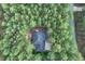 Aerial view of a home surrounded by lush, mature trees at 17865 Smugglers Rd, Monument, CO 80132