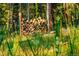 Neatly stacked woodpile with green grass in a forest setting at 200 The Lane Rd, Golden, CO 80403