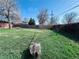 Wide grassy backyard with a wooden fence and a small tree stump in the foreground at 413 Jamaica St, Aurora, CO 80010