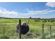 Ostrich standing on a farm landscape with fields and a clear blue sky at 1353 S Elbert St, Elizabeth, CO 80107
