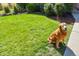 Well-manicured front yard with lush green lawn and a friendly golden retriever at 455 Greenwood, Longmont, CO 80504