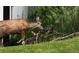 Doe with two fawns in the backyard at 9025 Rocky Mountain Ln, Parker, CO 80138