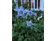Vibrant blue columbine flowers bloom in a garden setting near the home's white picket fence at 21734 Farmingdale Ct, Parker, CO 80138