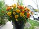 Close-up of a vibrant hanging flower basket with a house and vehicle visible in the background at 21734 Farmingdale Ct, Parker, CO 80138