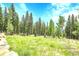 Expansive backyard featuring lush greenery, mature trees, and a serene setting for outdoor enjoyment at 1176 Raven Ridge Rd, Idaho Springs, CO 80452