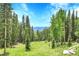 Picturesque mountain view framed by lush trees and a grassy area, creating a tranquil and scenic backdrop at 1176 Raven Ridge Rd, Idaho Springs, CO 80452