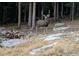 A majestic buck stands near a wood pile and the trees, creating a serene nature scene at 1176 Raven Ridge Rd, Idaho Springs, CO 80452