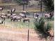 A herd of Elk grazing on an open meadow at 31299 Manitoba Dr, Evergreen, CO 80439